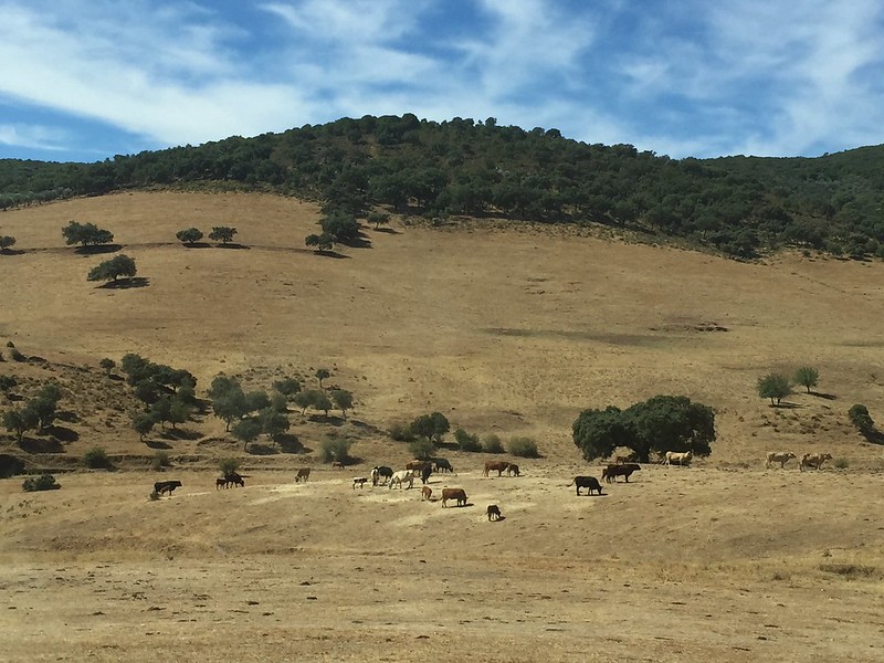 Picture of Aceituna, Extremadura, Spain