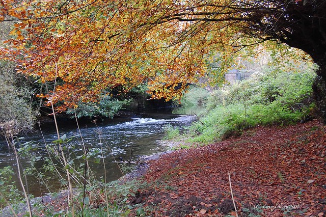 Picture of Carrigaline, Munster, Ireland