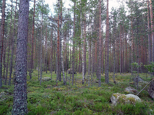 Picture of Mynämäki, Varsinais-Suomi, Finland