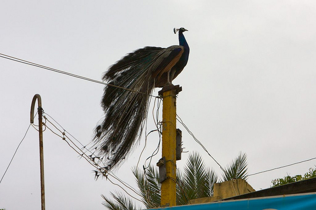 Picture of Thiruchendur, Tamil Nadu, India